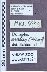 Etikett zu Dolinolus malus (Fleutiaux, 1928)